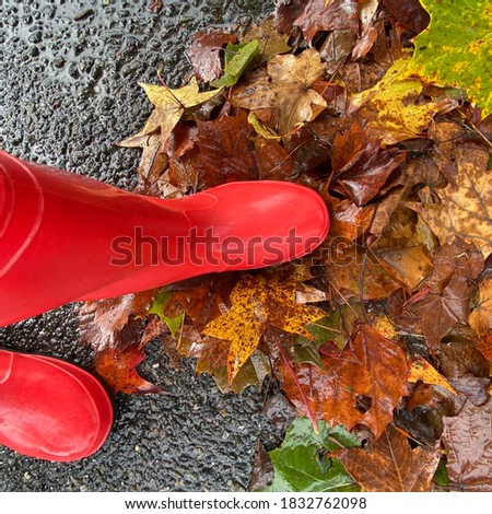 red rain boots on colorful fall leaves. The leaves are wet and together in a pile. 