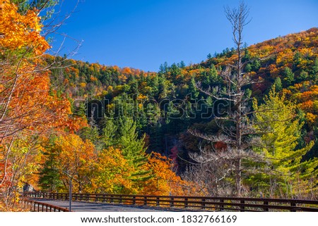 Autumn, fall mountain road, mountain serpentine with bright colorful green, yellow, orange, and red foliage, leaves on the trees, and blue sky.