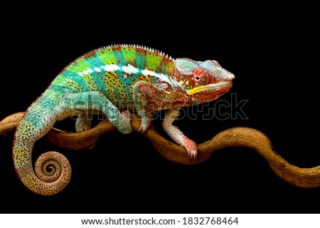 Beautiful color of chameleon panther, Panther chameleon on branch with black background