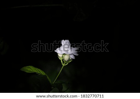 Night scenery of Flowers with dark background
