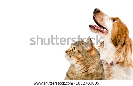 Portrait of a cat Scottish Straight and dog Russian spaniel looking up together, closeup, isolated on white background