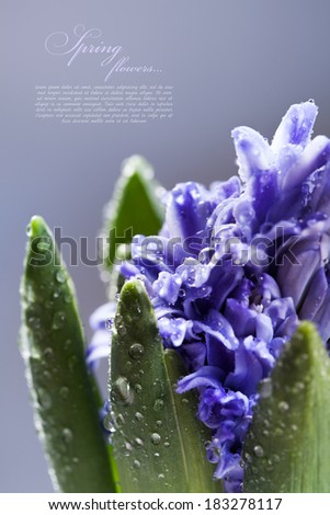Beautiful blue  Hyacinths. Shallow DOF