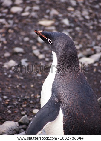 Detailed close up of adelie penguin.