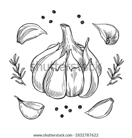 Garlic hand drawn vector illustration set. Isolated garlic, cloves, rosemary and black pepper. Engraved style vector. Garlic and spices. Detailed hand drawn set. Garlic for menu, label, icon, etc Royalty-Free Stock Photo #1832787622