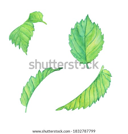 Green alder or birch leaves isolated on white background. Watercolor hand drawn illustration. Perfect for print, card, pattern, element of design. Clip art.