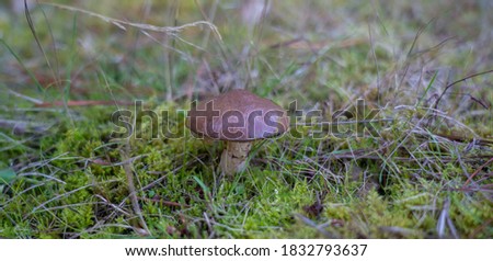 picture of mushroom, Suillus collinitus is a pored mushroom of the genus Suillus in the family Suillaceae, Sorgono Sardinia
