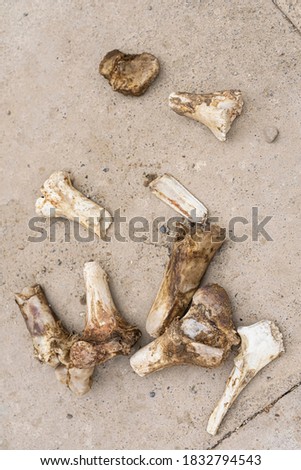 Animal bones on the asphalt. Close-up. The bones of a large animal. The texture of the large bones of the animal. Concrete surface texture