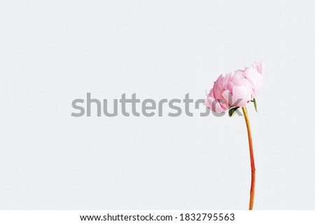 Pink peony flower on white background. Front view.