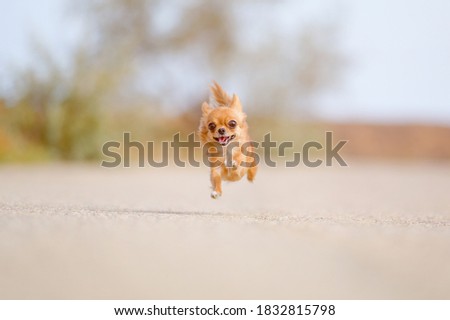 funny little dog chihuahua flying in air during fast running outdoor leisure lifestyle activity with copy space