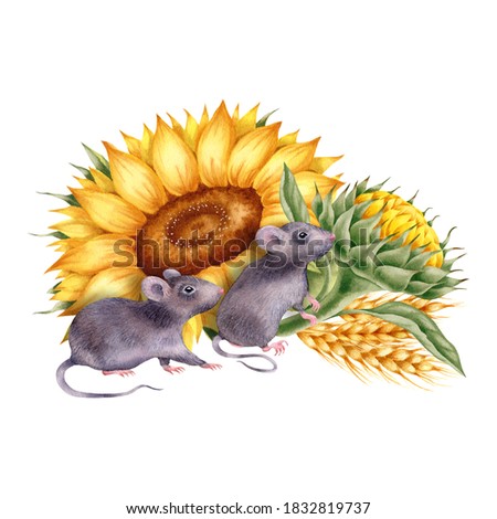 Watercolor illustration with mouses and sunflowers isolated on the white background.Hand painted watercolor clipart.