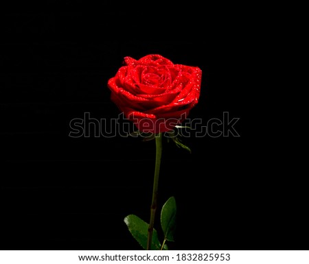 Funeral red rose on a black background with free space for text. Condolence card. mourning concept.