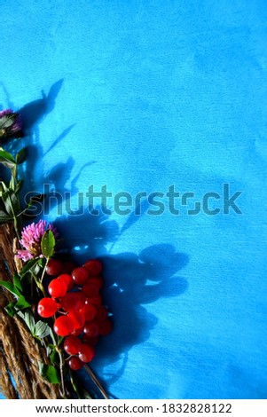 Spikelets, clover flower and autumn red berry viburnum on a blue background, blank for a postcard