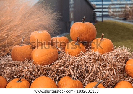 beautiful big autumn orange pumpkins in an outdoor garden