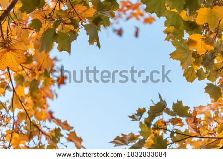 Colorful leaves turning yellow with the onset of autumn.