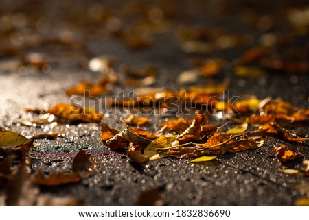 Autumn. Fall. Fallen leaves on wet asphalt with sun rays, background, picture, landscape, close-up