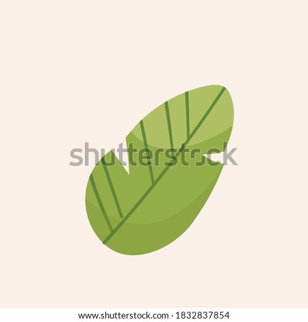 Tropical leaf. Decorative sheet. Jungle.