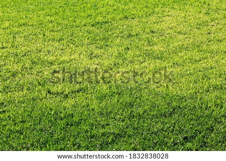 Green grass background stock photo.