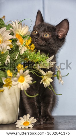 little black cute kitten next to a pot of flowers
