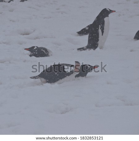 Gentoo penguin laying in the snow.