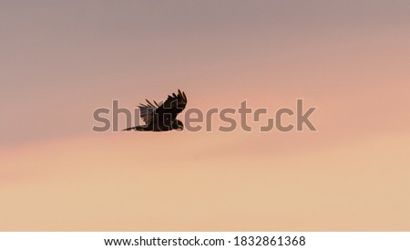 Western marsh harrier in flight, looking for prey in dusk lights