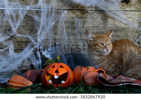 Halloween. The concept of an autumn celebration. Happy Halloween. Spider web,spiders and orange cat. Autumn holiday Halloween. 