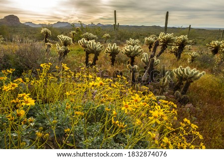 USA, Arizona, Superstition Wilderness. Backlit cholla cactus and brittlebush in desert. Royalty-Free Stock Photo #1832874076