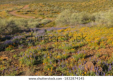 USA, Arizona, Peridot Mesa. Blooming flowers in field. bloom.
