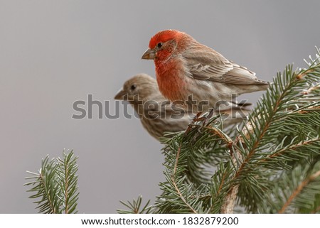 Male and female House Finch in winter. Royalty-Free Stock Photo #1832879200