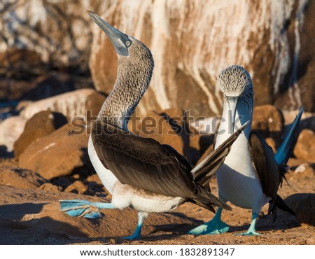 Ecuador, Galapagos Islands, North Seymour Island. Blue-footed boobies preforming mating dance.