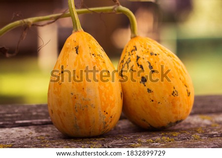 Nice pumpkins in the nature