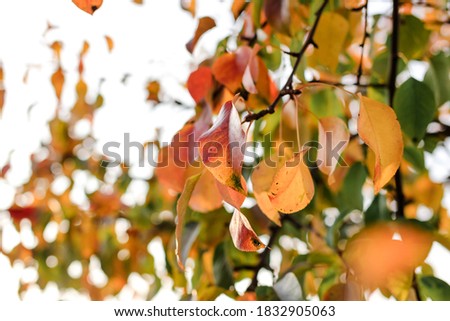 Blurred autumn bright colorful foliage of a pear tree in sunlight. Seasonal background. 