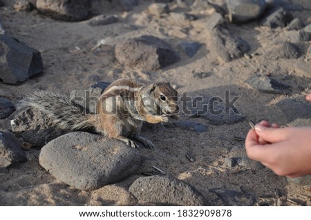 
a small rodent on stones