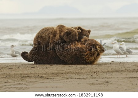 Brown bear cubs nursing, Silver Salmon Creek, Lake Clark National Park, Alaska.