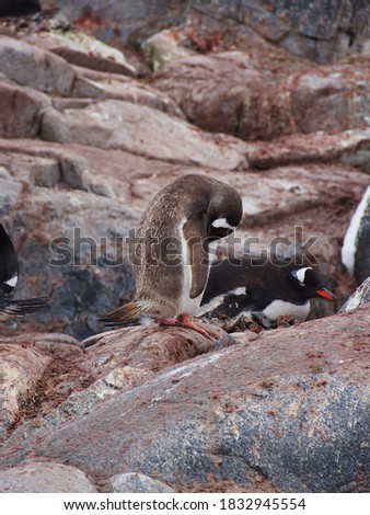 Juvenile gentoo penguin in a colony.