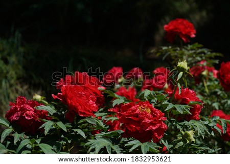 Light Red Flower of Peony in Full Bloom
