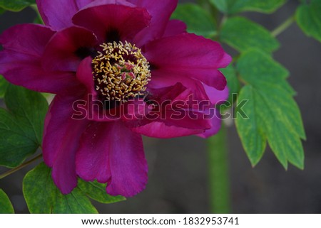 Light Purple Flower of Peony in Full Bloom
