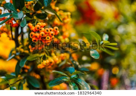 Autumn picture of Rowan berries in the garden 