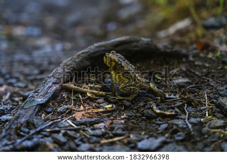 Closeup of a frog in the woods in the Adirondacks