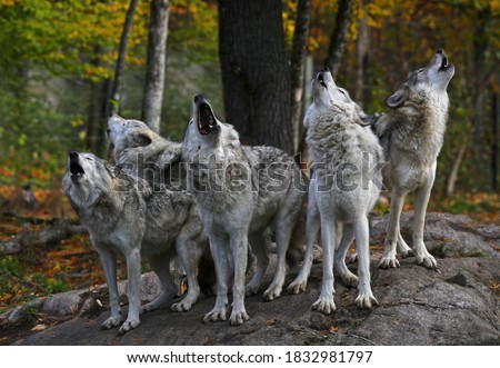 Eastern timber wolves howling on a rock in Canada. Royalty-Free Stock Photo #1832981797