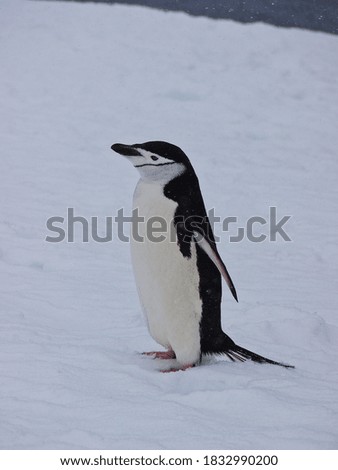 Chinstrap penguin standing in the snow.