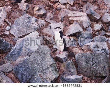 Chinstrap penguin standing on rocks.