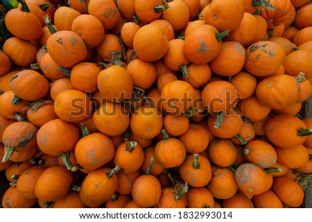 A Pile of Small Orange Pumpkings in a Wooden Box at a Farmer's Market Filling the Frame
