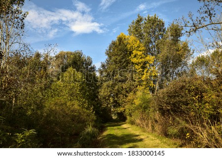 Path covered by grass and bordered by trees in a peat bog at morning in autumn