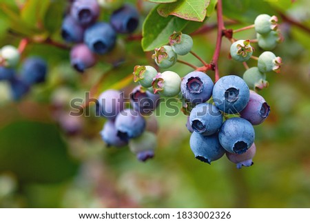 Blue huckleberry bush (Vaccinium corymbosum ) with ripening berries Royalty-Free Stock Photo #1833002326