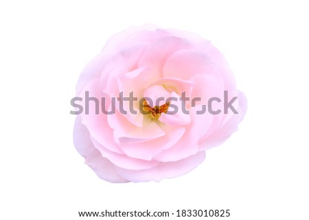 Pink flower of rose isolated on a white background