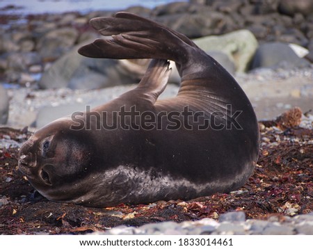 Female elephant seal touching its tail of the beach.