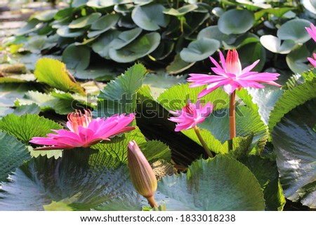 Beautiful picture of water lily also known as Nymphaea alba