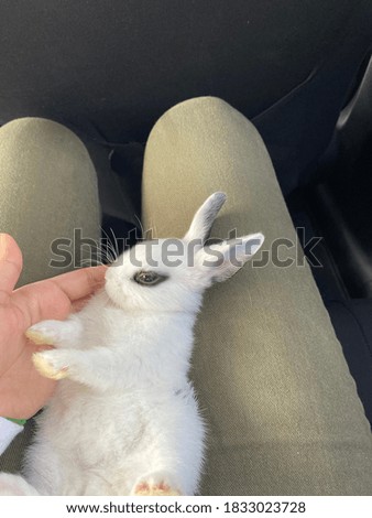 A cute white little Rabbit 