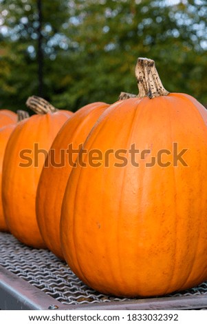 Fall harvest, line of classic orange pumpkins outside on a metal wall

