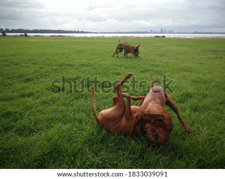 Happy dogs wrestling in the park